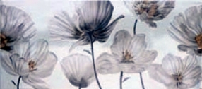 DECOR INCANTO ANEMONI 20X45,2 – 8,9 mm
