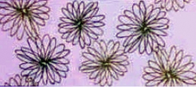 DECOR BIANCHI FIORI PISTACCHIO  20x45,2 – 9,5 mm